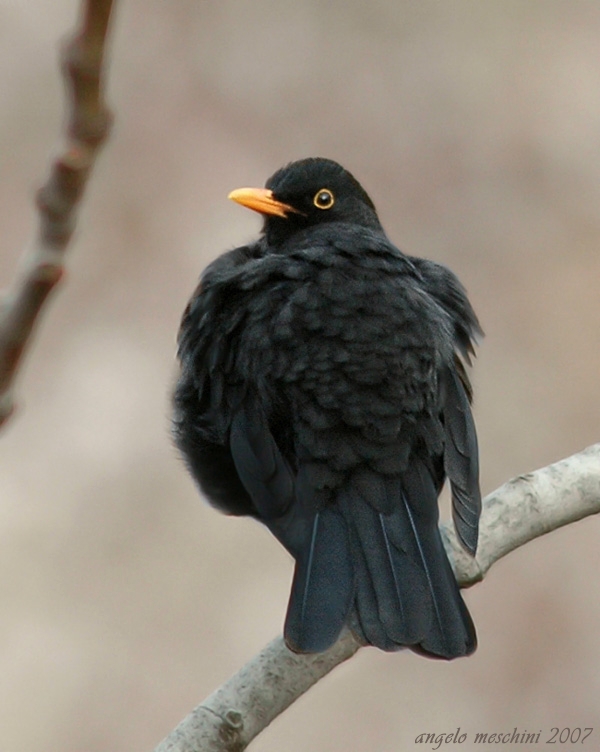 Merlo Turdus merula. semplicemente un maschio e una femmina.